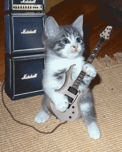 Guitarist Cat :: Animated Pictures :: MyNiceProfile.com