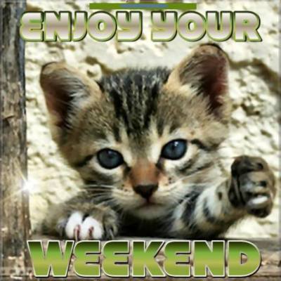 Enjoy your Weekend! Cute kitten :: Days - Weekend :: MyNiceProfile.com