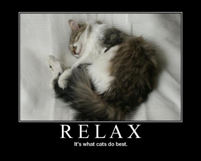 LOLCat: Relax It's what cats do best. :: Funny :: MyNiceProfile.com