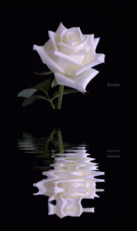 White rose :: Animated Pictures :: MyNiceProfile.com