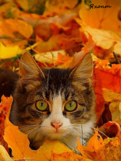 Autumn Cat :: Animated Pictures :: MyNiceProfile.com
