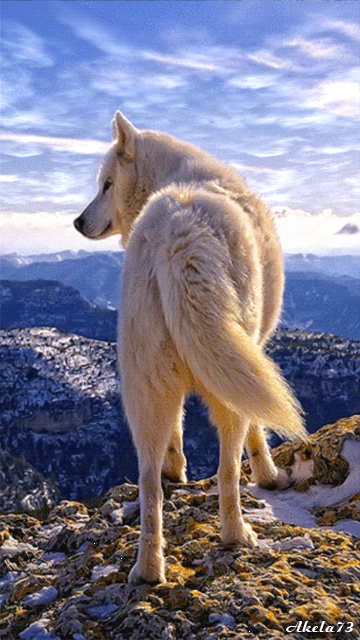 White wolf :: Animated Pictures :: MyNiceProfile.com