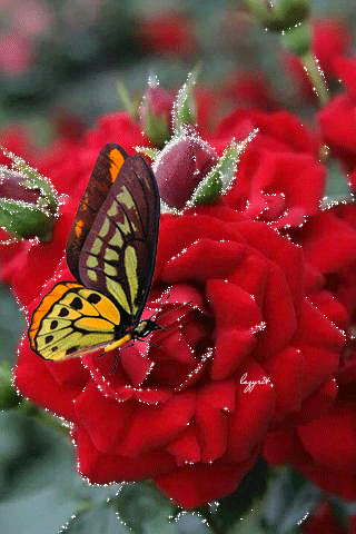 Butterfly & Red Flowers :: Animated Pictures :: MyNiceProfile.com