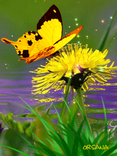 Yellow Flower and Butterfly :: Animated Pictures :: MyNiceProfile.com