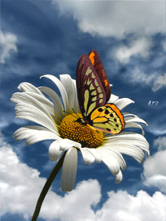 White Flower and Butterfly :: Animated Pictures :: MyNiceProfile.com