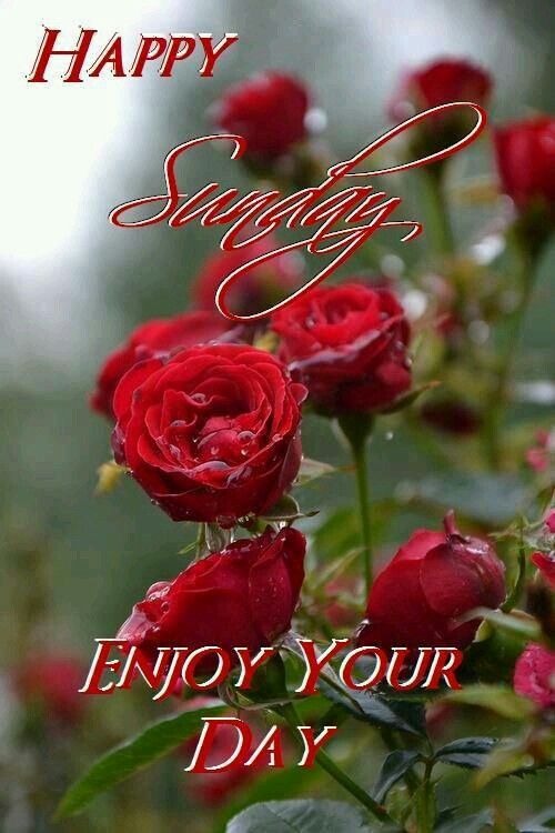 Happy Sunday! Enjoy your day! -- Red Flowers :: Sunday :: MyNiceProfile.com