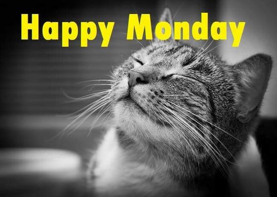 Happy Monday -- Cat :: Monday :: MyNiceProfile.com