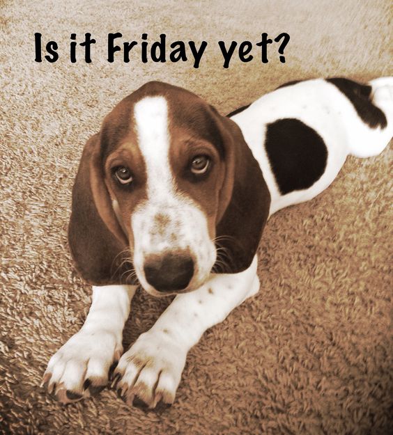 Is it Friday yet? :: Wednesday :: MyNiceProfile.com