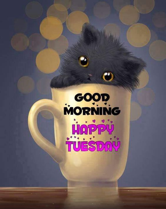 Good Morning. Happy Tuesday -- Cute Kitten in a cup :: Tuesday