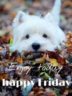 friday happy quotes morning weekend puppy humor everyone animals tgif enjoy its dog animal memes puppies night nice thoughts quote