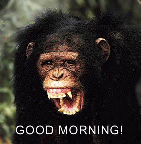 Good Morning monkey :: Hello! :: MyNiceProfile.com