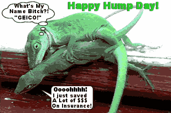 Days - Hump Day Comments Pictures