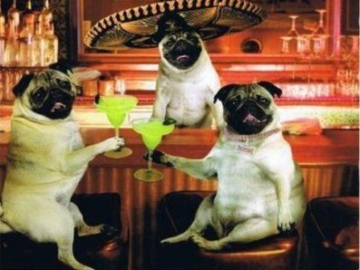Cinco De Mayo Dogs With Sambreros Drinking Cocktails In T... :: Cinco